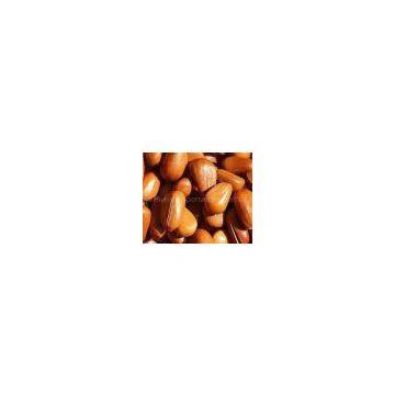 pine nuts pine seed pine kernel pine cone