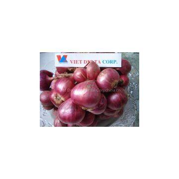 Dried RED PURPLE ONION Vietnam 2016 (Jolie Whatsapp Viber 84 98 358 7558)