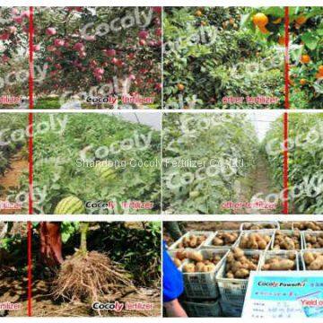 Lowest Price Agriculture Cocoly NPK 15-3-5 100% Water Soluble Fertilizer photo-4