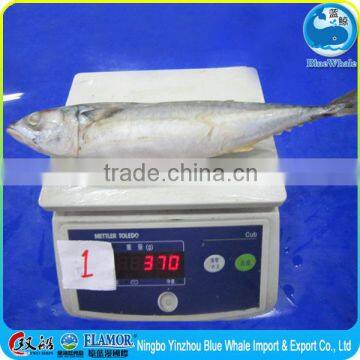 Frozen canned scomber Pacific Mackerel Supplier