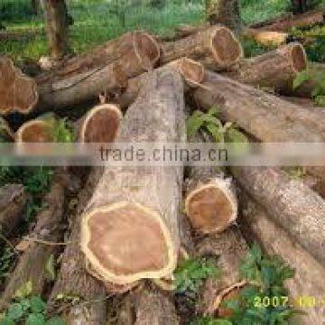 Burma teak wood logs