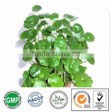 Gotu kola P.E free sample HACCP KOSHER FDA herbal medicine 10% gotu kola triterpene                        
                                                Quality Choice