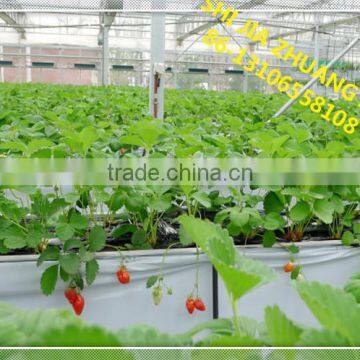 Plastic plant tray strawberry vertical cultivation in greenhouse