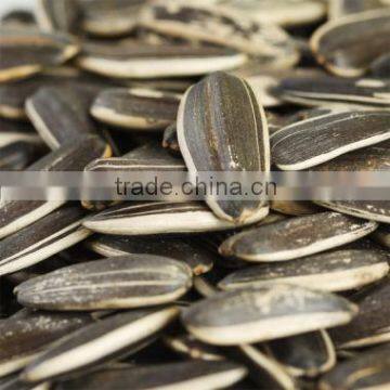 Chinese quality of sunflower Seeds5009/363