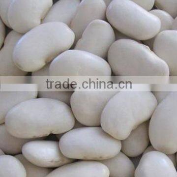 larger white kidney beans