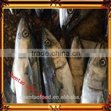 New frozen spanish mackerel for sale