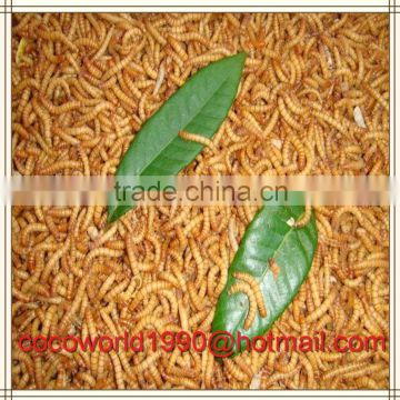 premium dired mealworm bulk