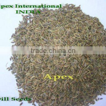 Dill Seeds / Anthem Graveolens / Suwa photo-2