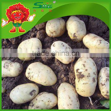 All Year Round Yellow Potato Fresh Purple Sweet Potato
