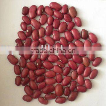 Chinese Small Red Kidney Beans Crop 2014