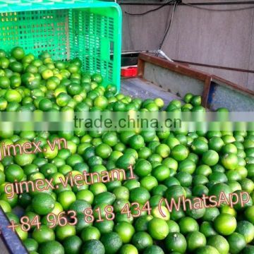 2015 new fresh lemon Vietnam