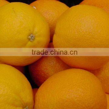 Fresh citrus Fruit Navel orange 2015