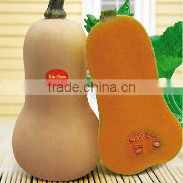 Hybrid Rare Chinese Pumpkin seeds for growing-Xiu Zhen F1