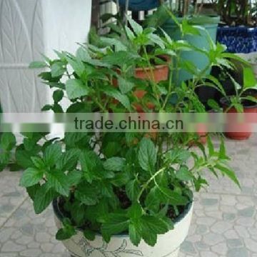 2015 High Quality Peppermint Seeds Mentha piperita seeds For Planting