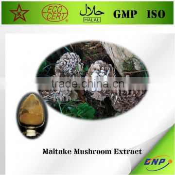 BNP GMP/KOSHER profession supply 100% natural high quality Maitake Mushroom/Grifola Frondosa Extract with 30% Polysaccharides