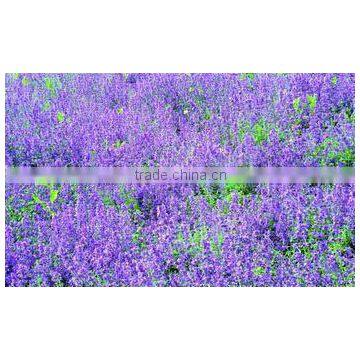 Air freshener-Dried lavandula,lavander flower,lavanda flower