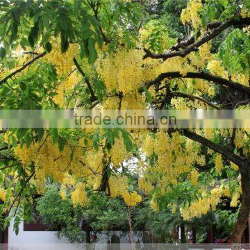 Cassia Fistula