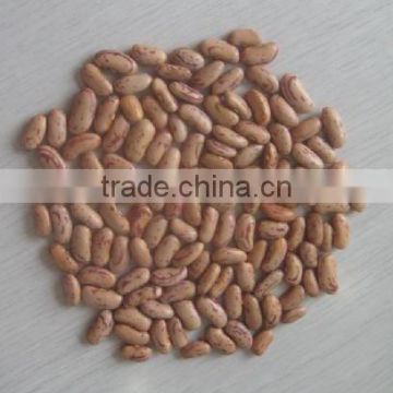 long shape light speckled kidney beans