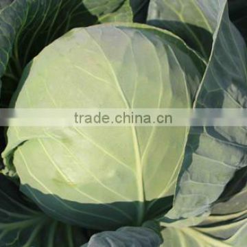 HC53 Yaer heat resistant,round dark green F1 hybrid cabbage seeds