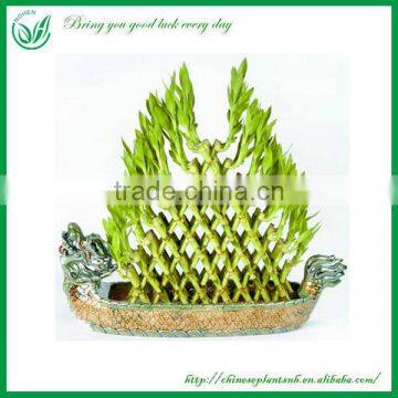 Indoor Decoration Pyramid Shaped Lucky Bamboo Plant photo-3