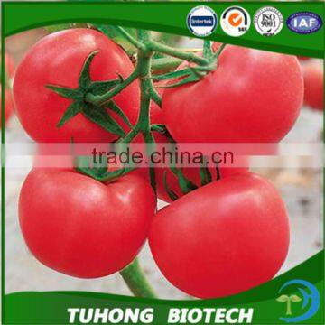 Pink Xi Hong Shi/tomato seeds high yield hybrid anti virus vegetable seeds for plant