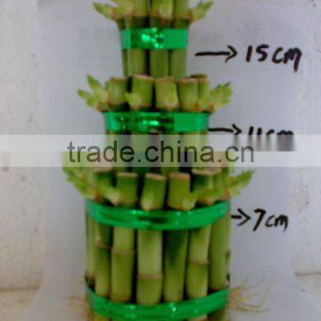 Lucky bamboo towers