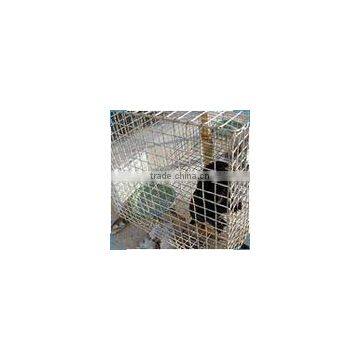 sable wire cage