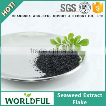 China supplier 100% water soluble seaweed extract flake for sale