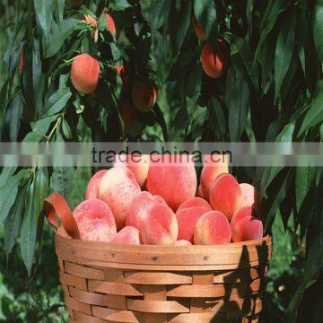 Agriculture Farming 20% Crystal Gibberellic Acid photo-3