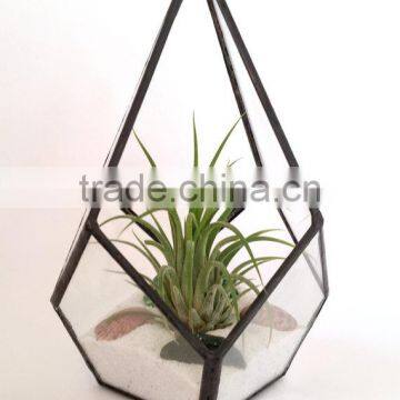 Kure Beach Sea Shells Black Metal Pyramid Ionantha Air Plant Glass Terrarium photo-5