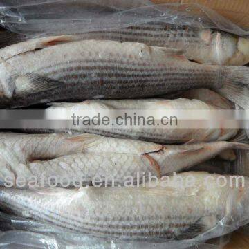 Fresh Frozen Flathead grey mullet