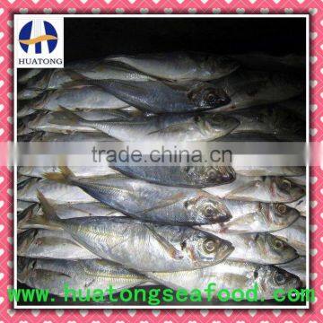 Seafood Mackerel Horse Mackerel