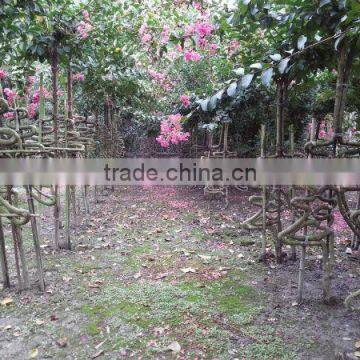 Lagerstroemia Indica Formed Shape Plants photo-6