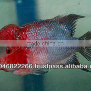 Flowerhorn Fish Farm and Wholesale in Thailand photo-6