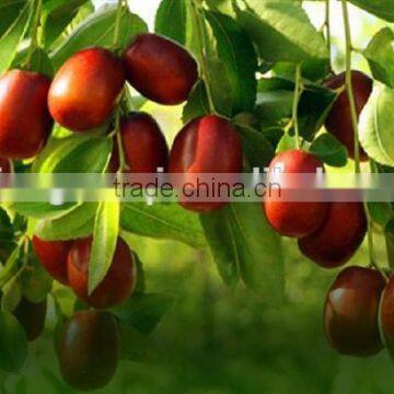 Chinese-date/Jujube for Sale