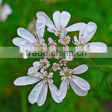 High Quality Organic Coriander Seeds Export