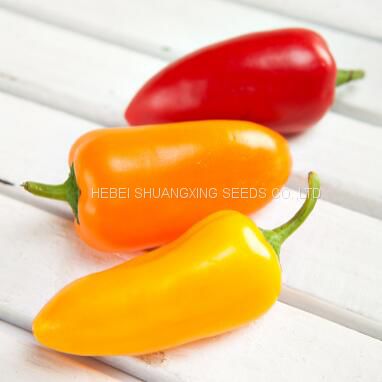 Fruit pepper seeds red yellow orange mini pepper vegetable seeds