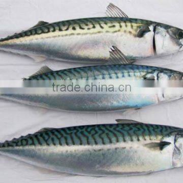 WR Atlantic Mackerel photo-2