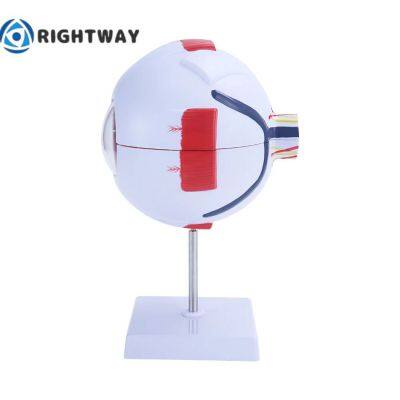 Biology 6 Times Human Eye Model Giant Eye Model Human Eye Anatomy for Science Teaching Medical Model photo-2