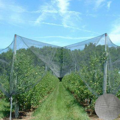 Leno Weave Anti Hail Net HDPE PE Material Anti Hail Net for Orchard Farm