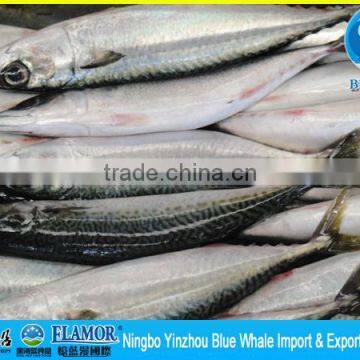 100g 200g 100-200g PACIFIC MACKEREL HIGH QUALITY