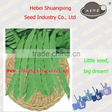 Chinese vegetable seeds SX Kidney Bean Seeds