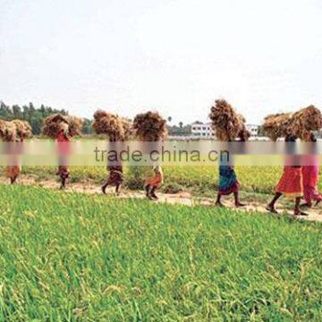 Suvimie Traditional Rice (Pachchaperumal) photo-3