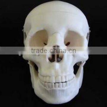 life-size PU Polyurethane foam human skull anatomical skull model