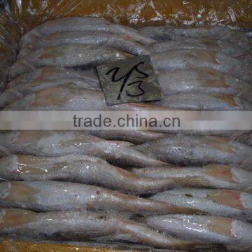 FROZEN SILVER CROAKER, T.T CROAKER, YELLOW CROAKER FISH photo-5
