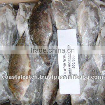 TILAPIA WHOLE ROUND FROZEN AND TILAPIA MOON CUT