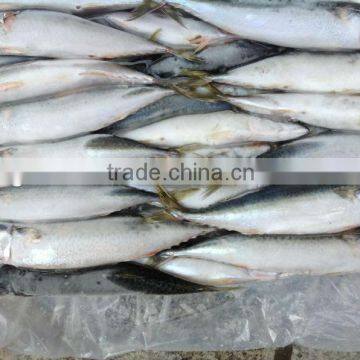 Newly Frozen Pacific Mackerel 6-8pcs/kg for Sales