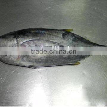 Frozen Yellowfin Tuna Fish