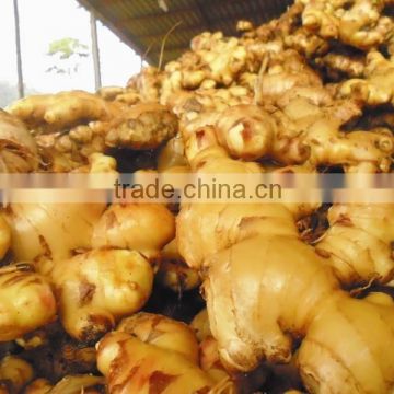 Top quality Ginger From viet nam 2014 - 2015