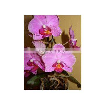 Phalaenopsis hybrids assorted (Moth Orchid Various Hybrids, Phalaenopsis)